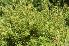 Morella cerifera image