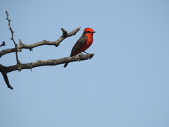 Pyrocephalus rubinus