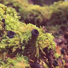 Pseudoplectania nigrella