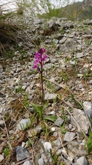 Orchis quadripunctata
