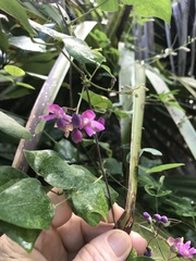 Phaseolus polystachios