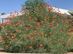 Caesalpinia pulcherrima