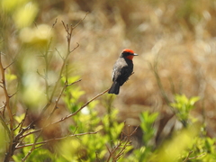 Pyrocephalus rubinus