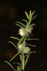 Rhopalomyia gemmaria