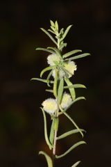 Rhopalomyia gemmaria