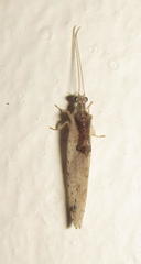 Micromus sjostedti
