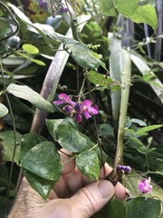 Phaseolus polystachios