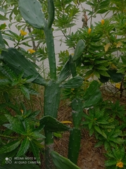 Opuntia