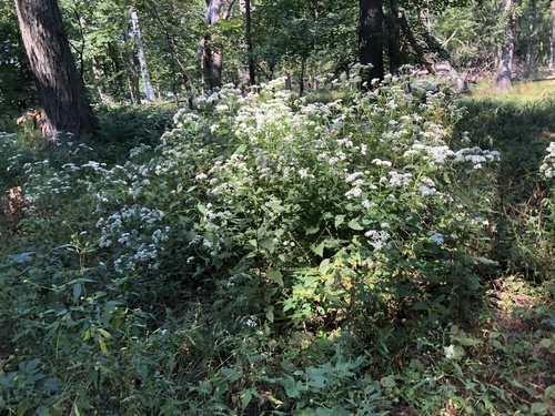 Ageratina altissima