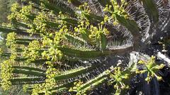 Anthacanthae