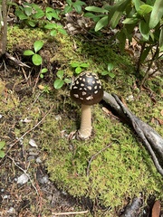 Amanita variicolor