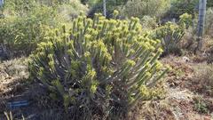 Anthacanthae