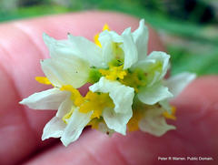 Schizochilus flexuosus