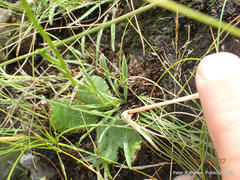 Schizochilus flexuosus