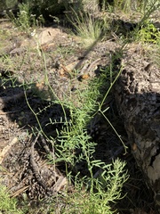 Vicia pulchella