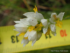 Schizochilus flexuosus