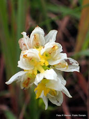 Schizochilus flexuosus