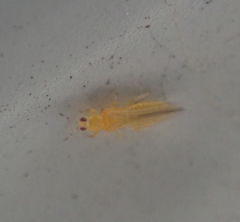 Frankliniella