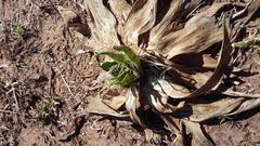 Ledebouria marginata