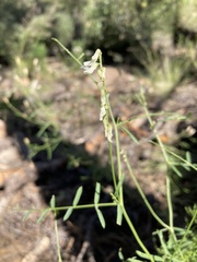 Vicia pulchella