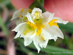 Schizochilus flexuosus