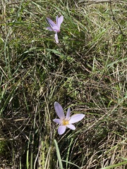 Colchicum autumnale
