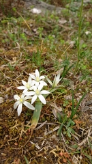 Ornithogalum montanum