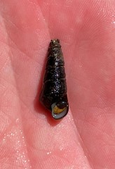 Pleurocera attenuata