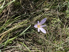 Colchicum autumnale