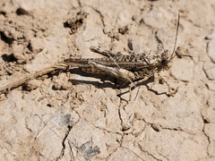 Derotmema haydenii