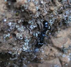 Plectroctena mandibularis