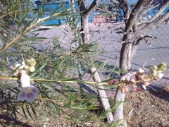 Chilopsis linearis