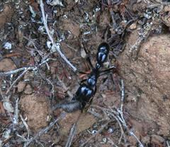 Plectroctena mandibularis