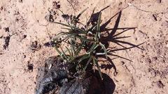 Ledebouria ensifolia