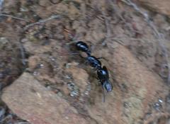 Plectroctena mandibularis