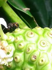 Trigona fulviventris