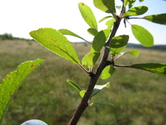 Prunus spinosa dasyphylla