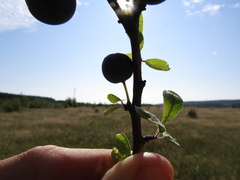 Prunus spinosa dasyphylla