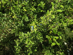 Prunus spinosa dasyphylla