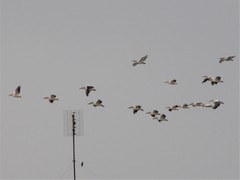 Pelecanus onocrotalus