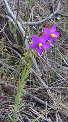 Chironia jasminoides