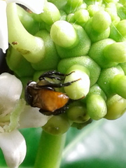 Trigona fulviventris