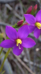 Chironia jasminoides