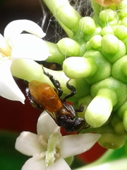 Trigona fulviventris