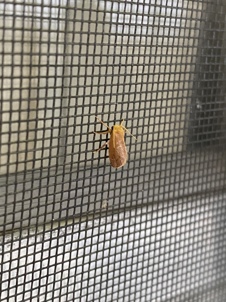 Adoneta pygmaea