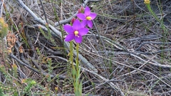 Chironia jasminoides
