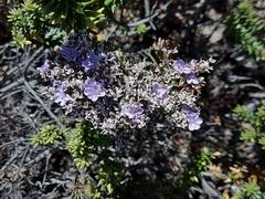 Limonium scabrum scabrum