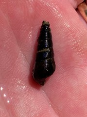 Pleurocera attenuata