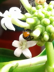 Trigona fulviventris