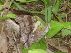 Charaxes thomasius